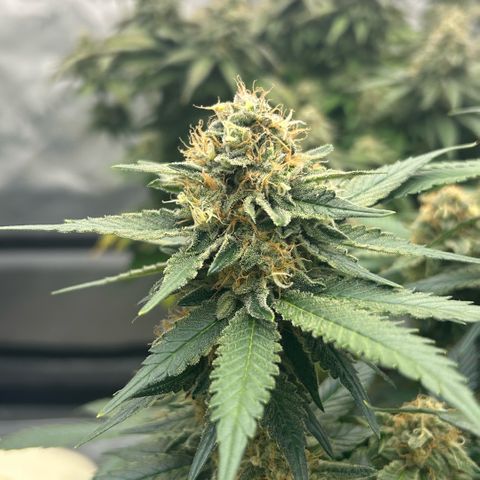 Amsterdam Amnesia  #2 growlog timeline photo