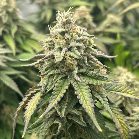 Amsterdam Amnesia  #2 growlog timeline photo