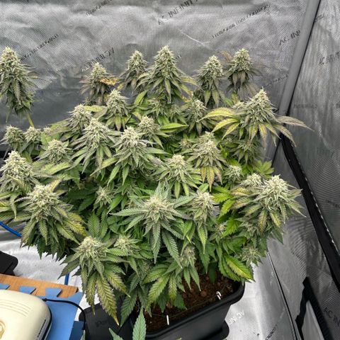 Amsterdam Amnesia  #2 growlog timeline photo