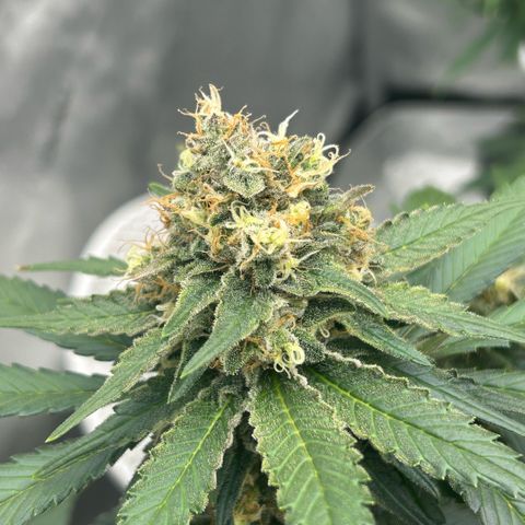 Amsterdam Amnesia  #2 growlog timeline photo