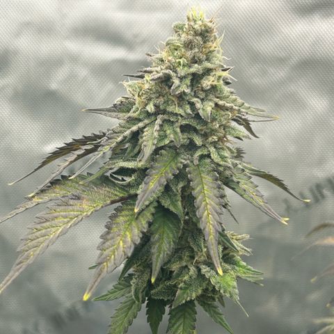 Amsterdam Amnesia  #2 growlog timeline photo