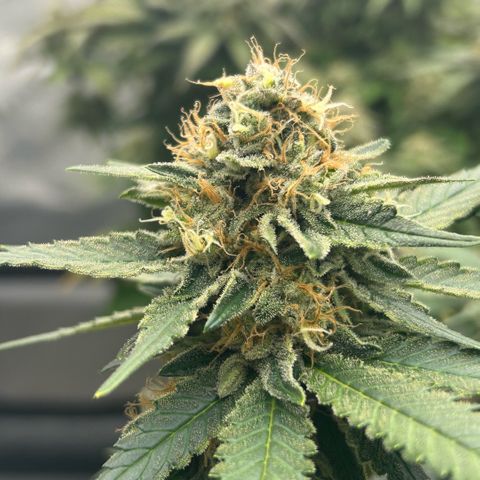 Amsterdam Amnesia  #2 growlog timeline photo