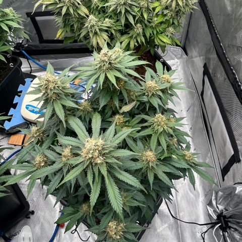 Amsterdam Amnesia  #2 growlog timeline photo