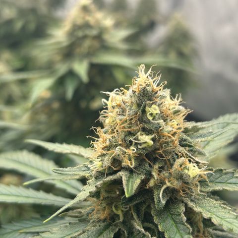 Amsterdam Amnesia  #2 growlog timeline photo