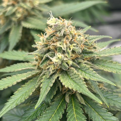 Amsterdam Amnesia  #2 growlog timeline photo