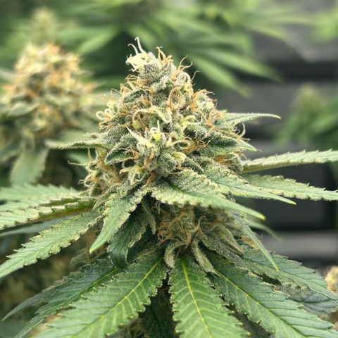 Amsterdam Amnesia  #2 growlog timeline photo