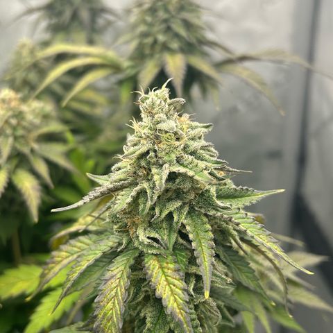Amsterdam Amnesia  #2 growlog timeline photo