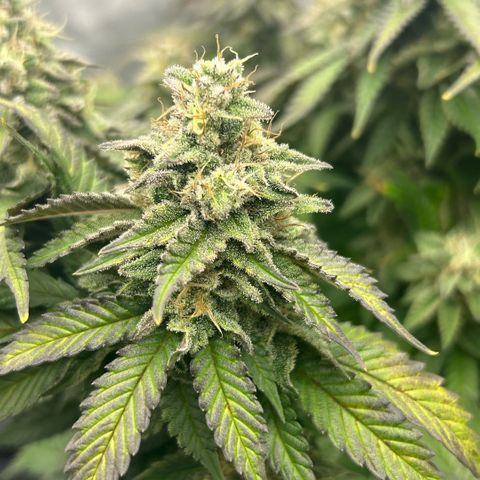 Amsterdam Amnesia  #2 growlog timeline photo