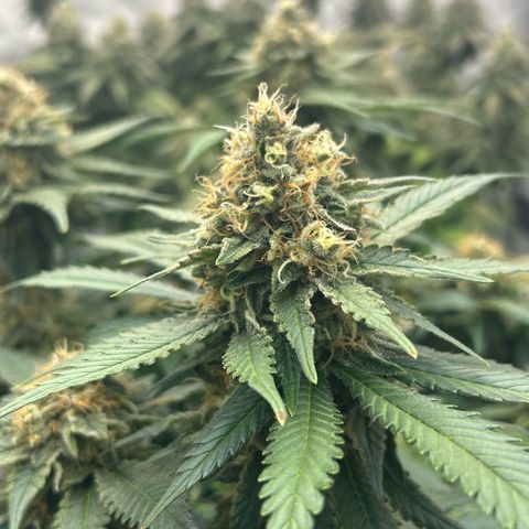 Amsterdam Amnesia  #2 growlog timeline photo
