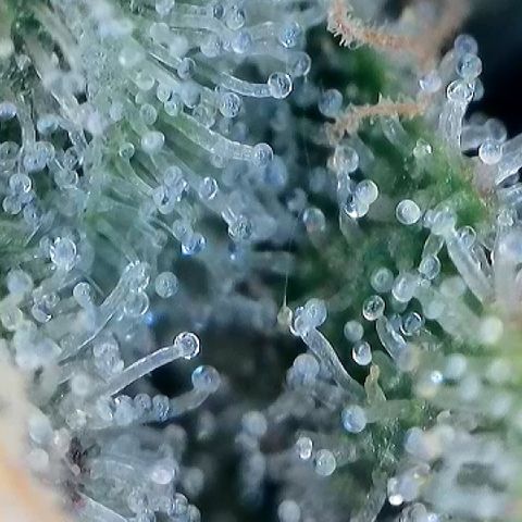 Amsterdam Amnesia  #2 growlog timeline photo