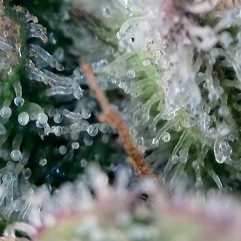 Amsterdam Amnesia  #2 growlog timeline photo