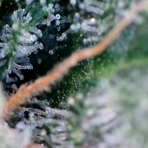 Amsterdam Amnesia  #2 growlog timeline photo