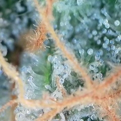 Amsterdam Amnesia  #2 growlog timeline photo