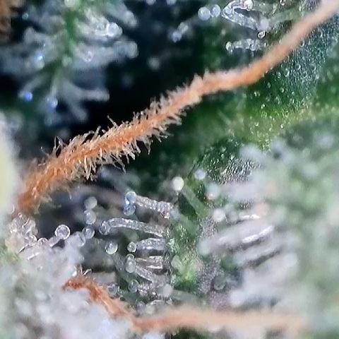 Amsterdam Amnesia  #2 growlog timeline photo