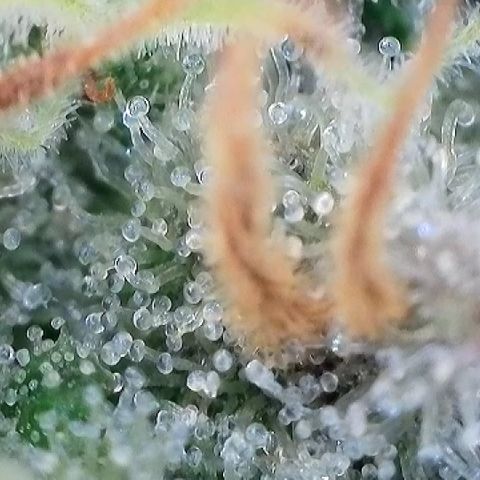 Amsterdam Amnesia  #2 growlog timeline photo