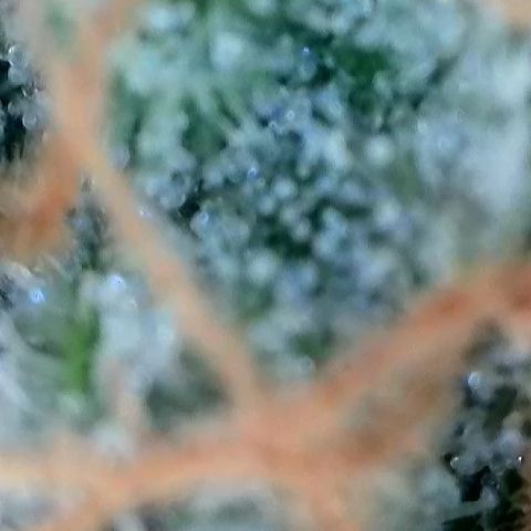 Amsterdam Amnesia  #2 growlog timeline photo