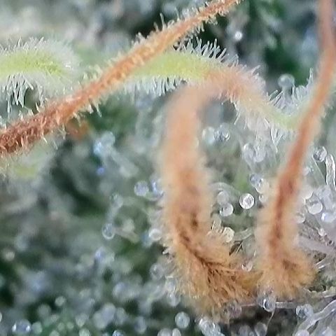 Amsterdam Amnesia  #2 growlog timeline photo