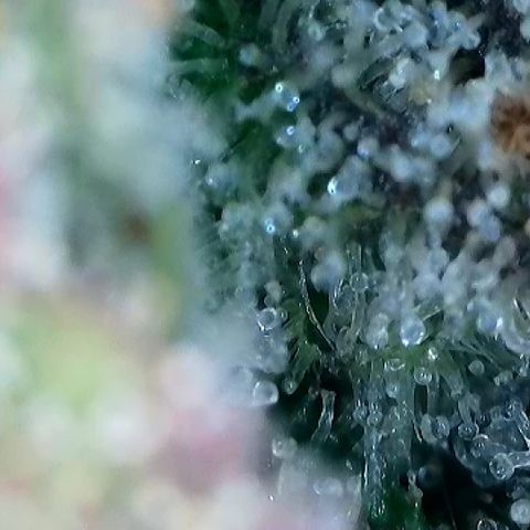 Amsterdam Amnesia  #2 growlog timeline photo