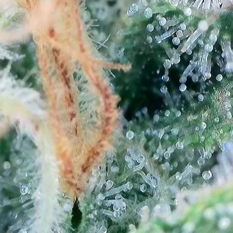 Amsterdam Amnesia  #2 growlog timeline photo