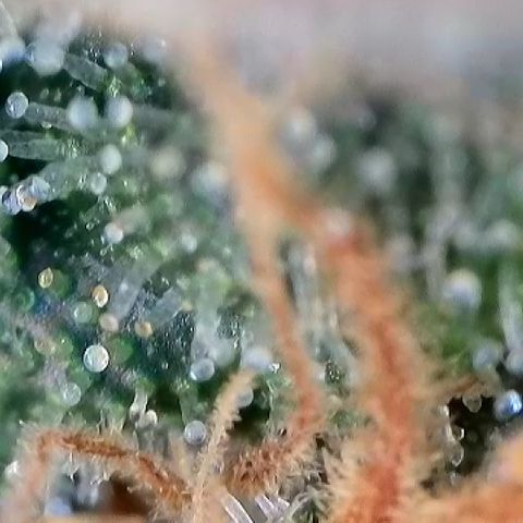 Amsterdam Amnesia  #2 growlog timeline photo