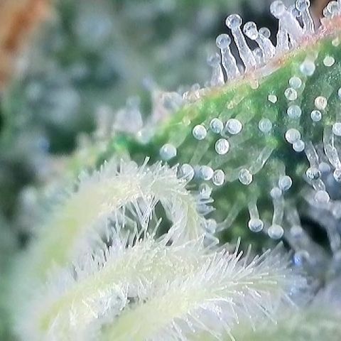 Amsterdam Amnesia  #2 growlog timeline photo