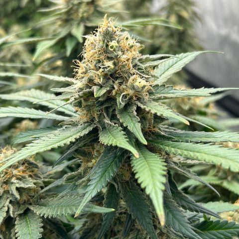 Amsterdam Amnesia  #2 growlog timeline photo