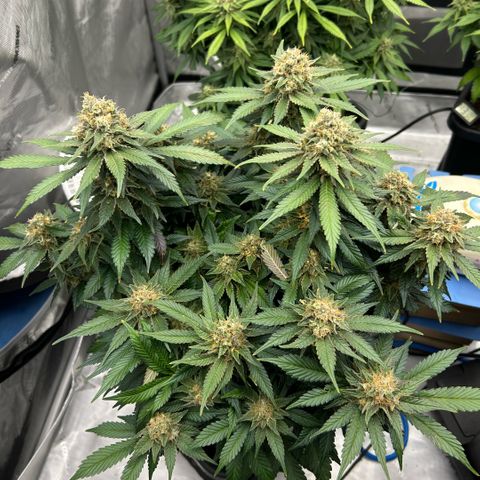 Amsterdam Amnesia  #2 growlog timeline photo