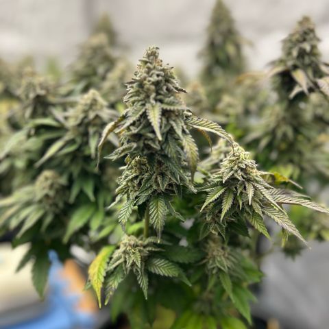 Amsterdam Amnesia  #2 growlog timeline photo