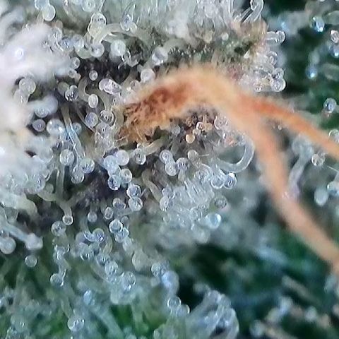 Amsterdam Amnesia  #2 growlog timeline photo