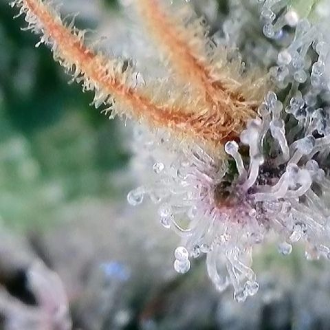 Amsterdam Amnesia  #2 growlog timeline photo