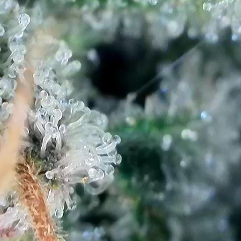 Amsterdam Amnesia  #2 growlog timeline photo