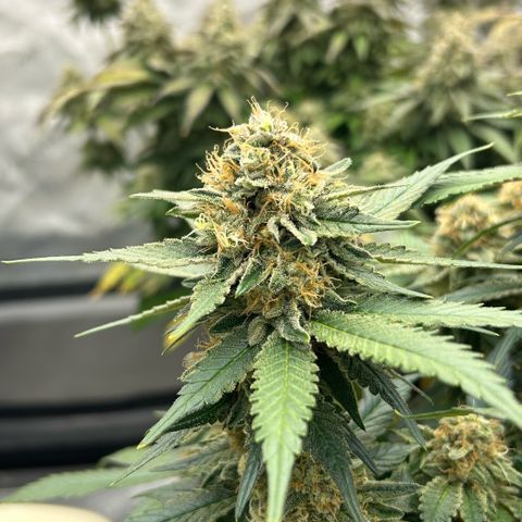 Amsterdam Amnesia  #2 growlog timeline photo