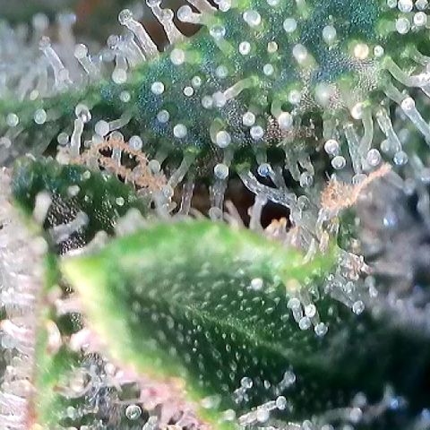 Amsterdam Amnesia  #2 growlog timeline photo