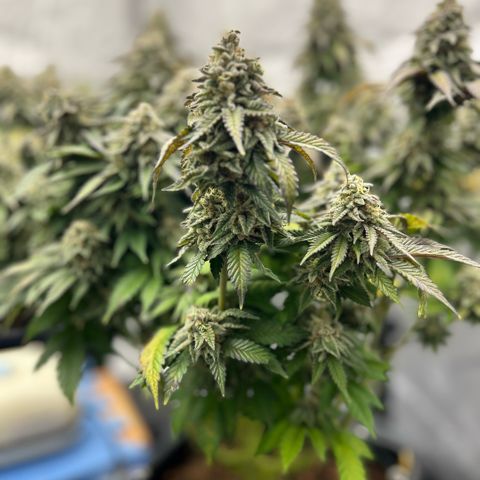 Amsterdam Amnesia  #2 growlog timeline photo