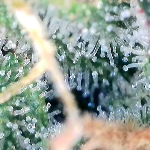 Amsterdam Amnesia  #2 growlog timeline photo