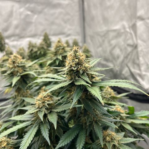 Amsterdam Amnesia  #2 growlog timeline photo