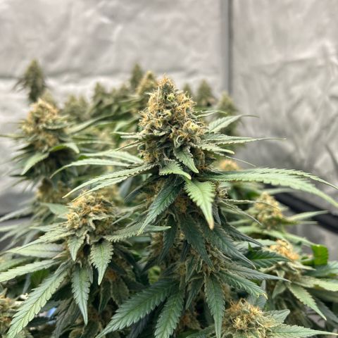 Amsterdam Amnesia  #2 growlog timeline photo