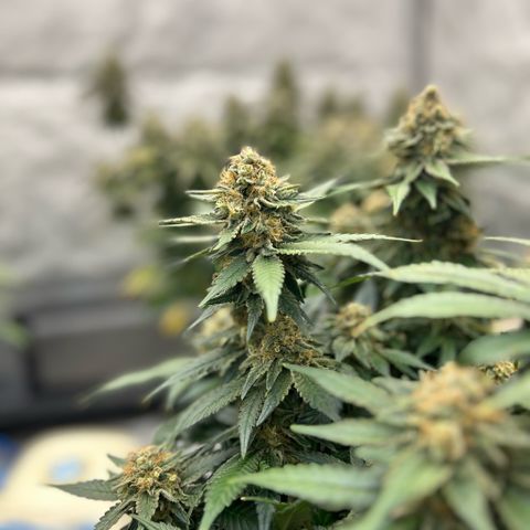 Amsterdam Amnesia  #2 growlog timeline photo