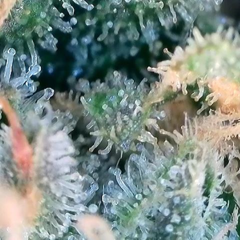 Amsterdam Amnesia  #2 growlog timeline photo