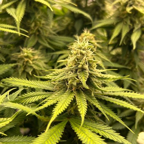 AMG #3 growlog timeline photo