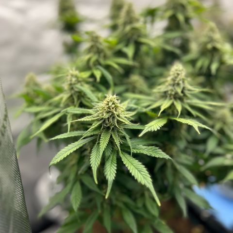 AMG #3 growlog timeline photo