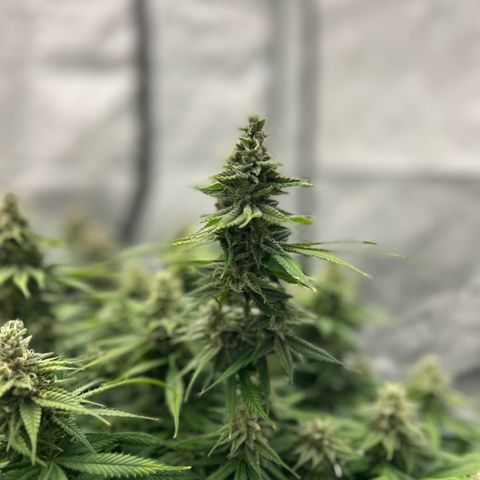 AMG #3 growlog timeline photo