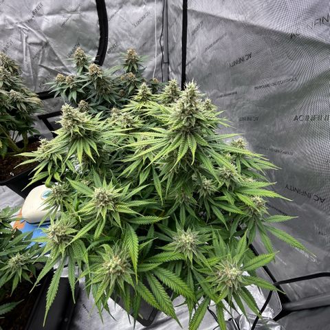 AMG #3 growlog timeline photo