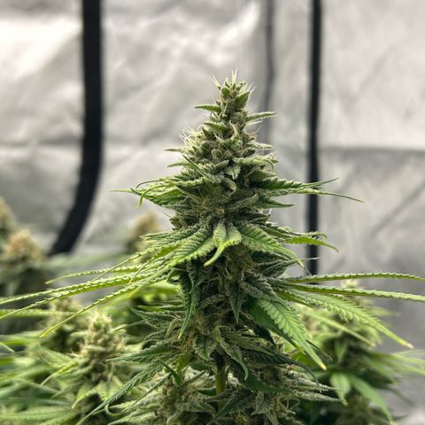 AMG #3 growlog timeline photo