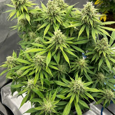 AMG #3 growlog timeline photo