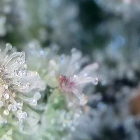 Amsterdam Amnesia  #2 growlog timeline photo