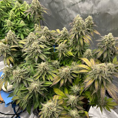 Amsterdam Amnesia  #2 growlog timeline photo