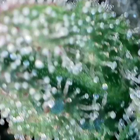 Amsterdam Amnesia  #2 growlog timeline photo
