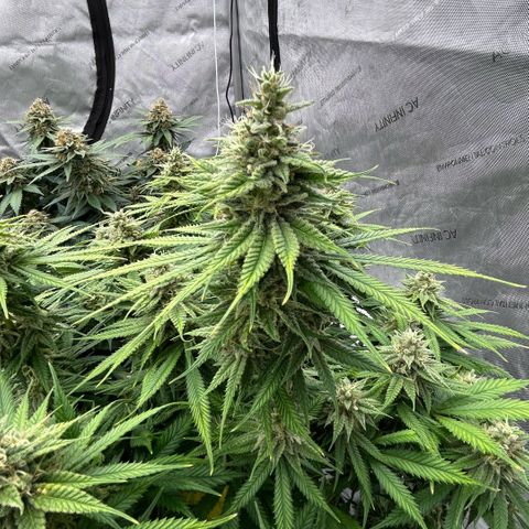AMG #3 growlog timeline photo