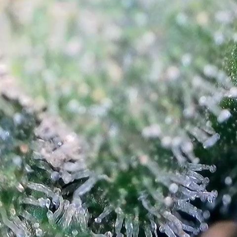 Amsterdam Amnesia  #2 growlog timeline photo